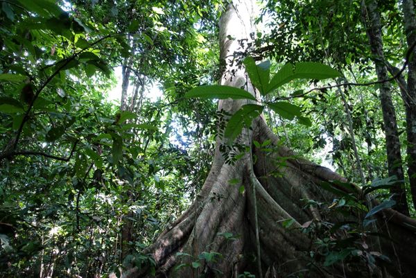 Tief im bolivianischen Dschungel